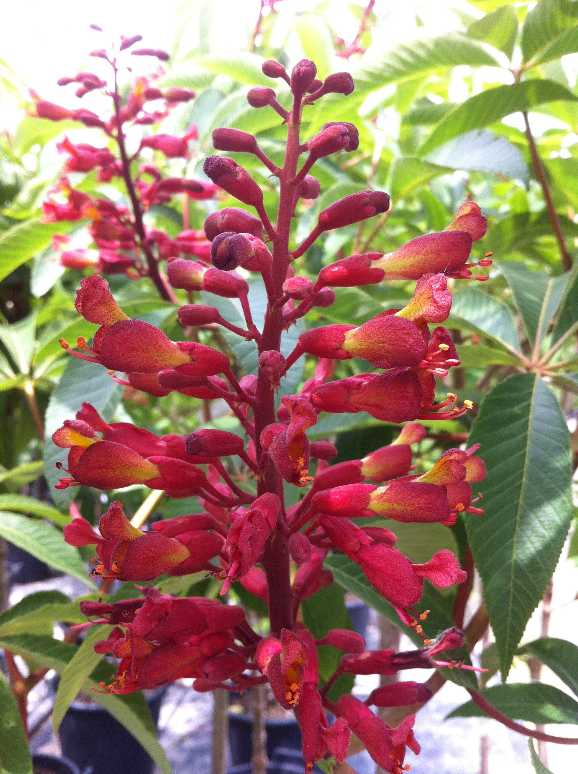 Aesculus pavia Red Buckeye