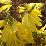 Forsythia x intermedia Gold Tide Courtasol Gold Tide Forsythia