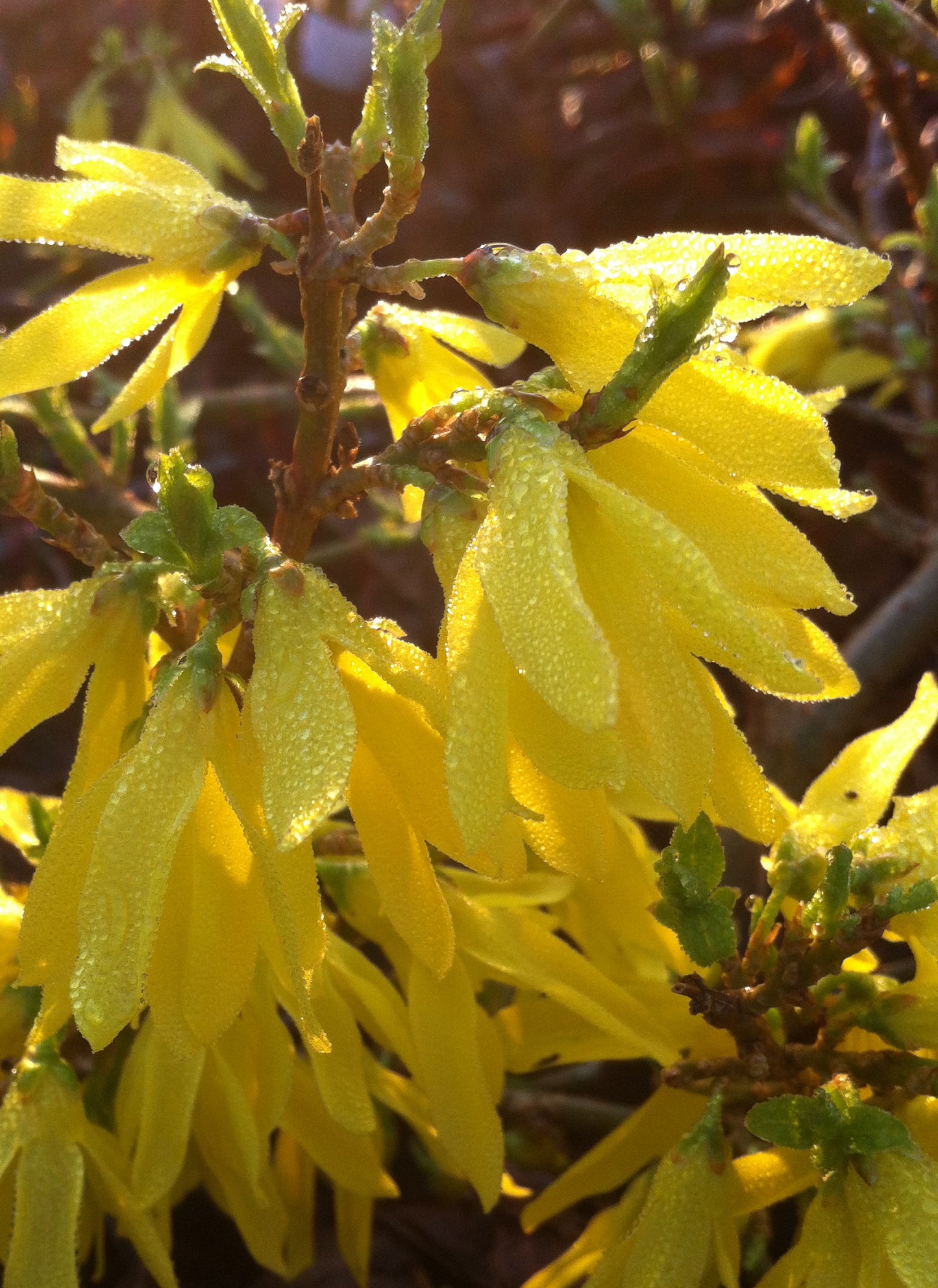 Forsythia x intermedia Gold Tide Courtasol Gold Tide Forsythia