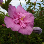 Hibiscus syriacus Lavender Chiffon Notwoodone PP12619 Lavender Chiffon Rose of Sharon