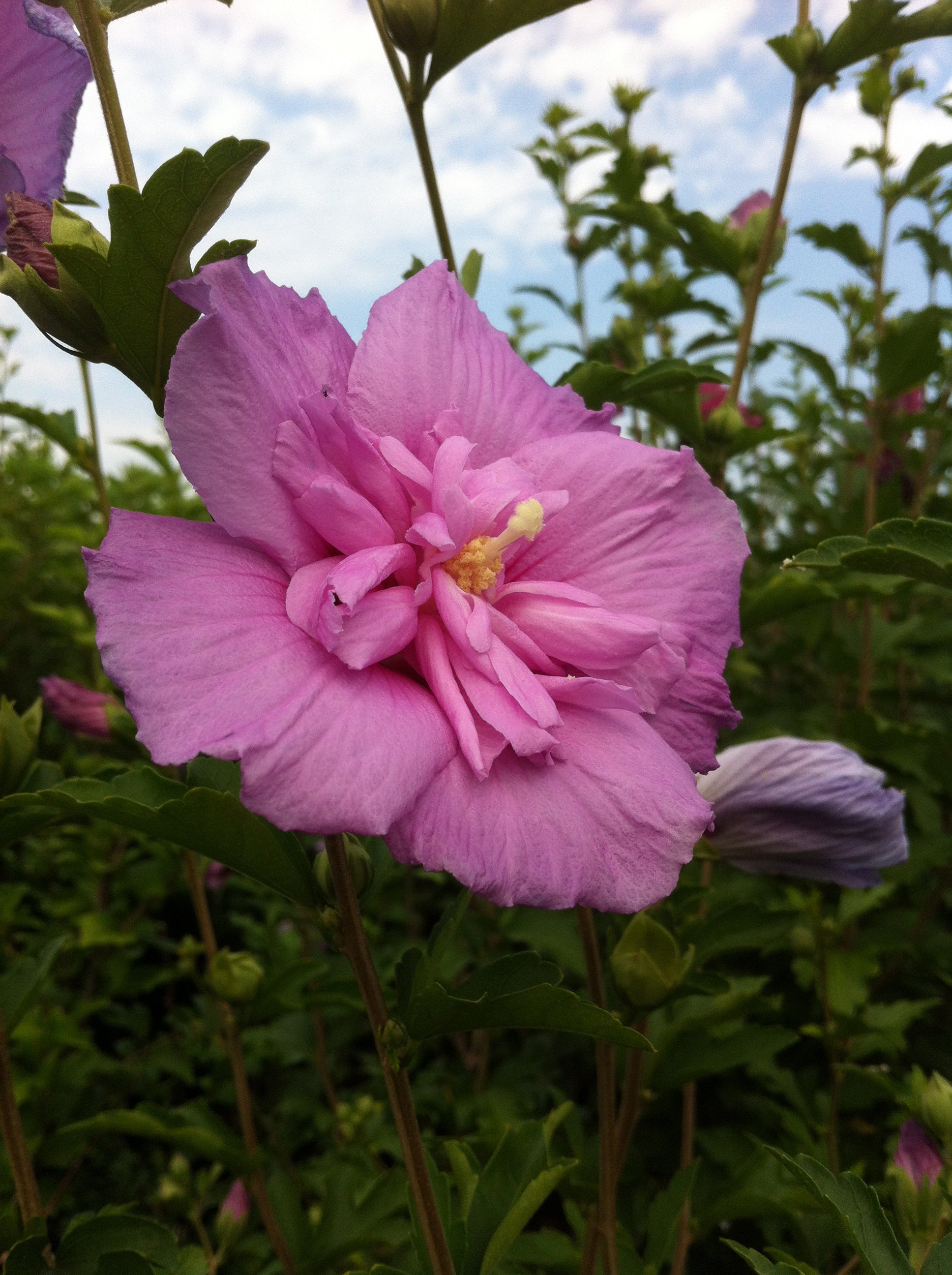 Hibiscus syriacus Lavender Chiffon Notwoodone PP12619 Lavender Chiffon Rose of Sharon