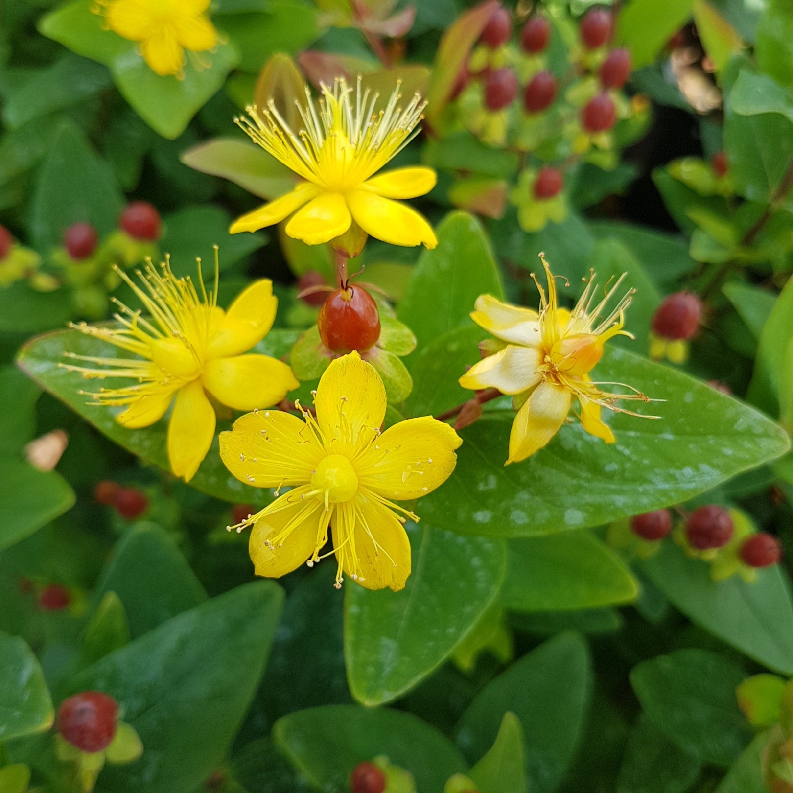 Hypericum inodorum St. John's Wort