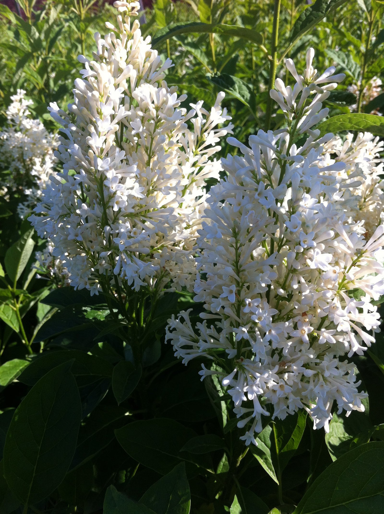 Syringa josikaea Holger Holger Lilac