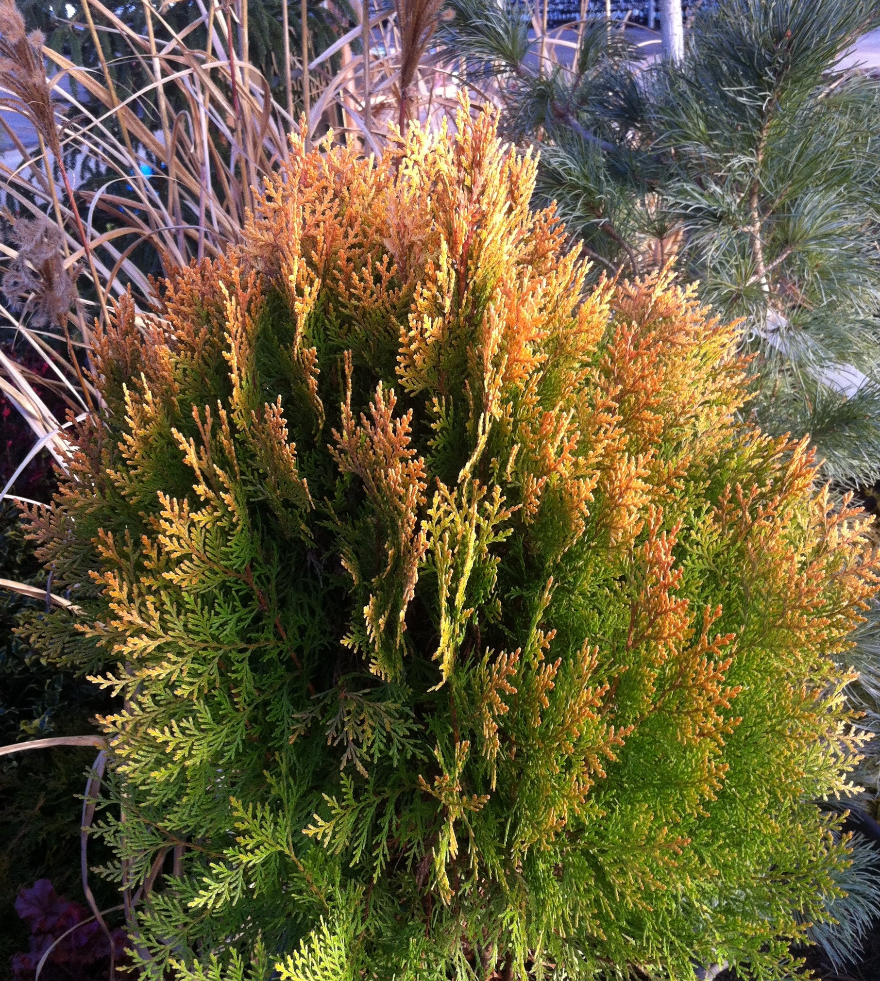 Thuja orientalis Berkman's Gold Aurea Nana Berkman's Gold Cedar