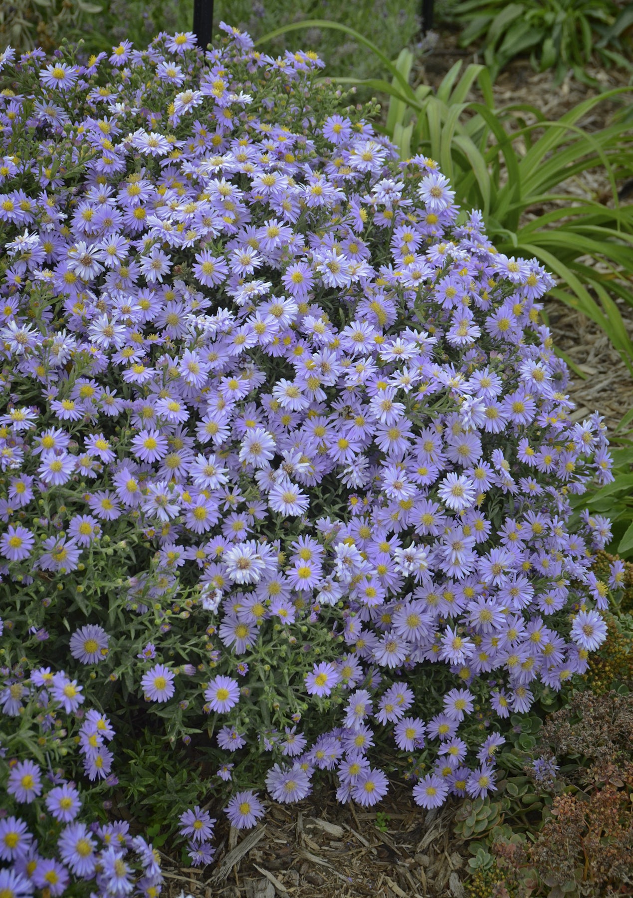 Aster x KICKIN Lavender 06 51 1 KICKIN Lavender Aster