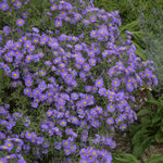 Aster x KICKIN Lilac Blue 07 49 4 KICKIN Lilac Blue Aster