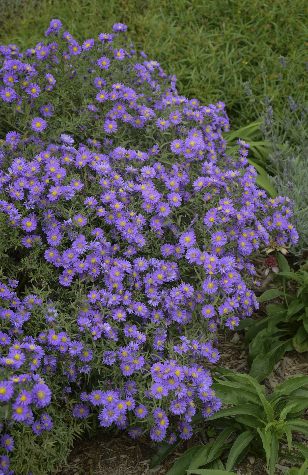 Aster x KICKIN Lilac Blue 07 49 4 KICKIN Lilac Blue Aster