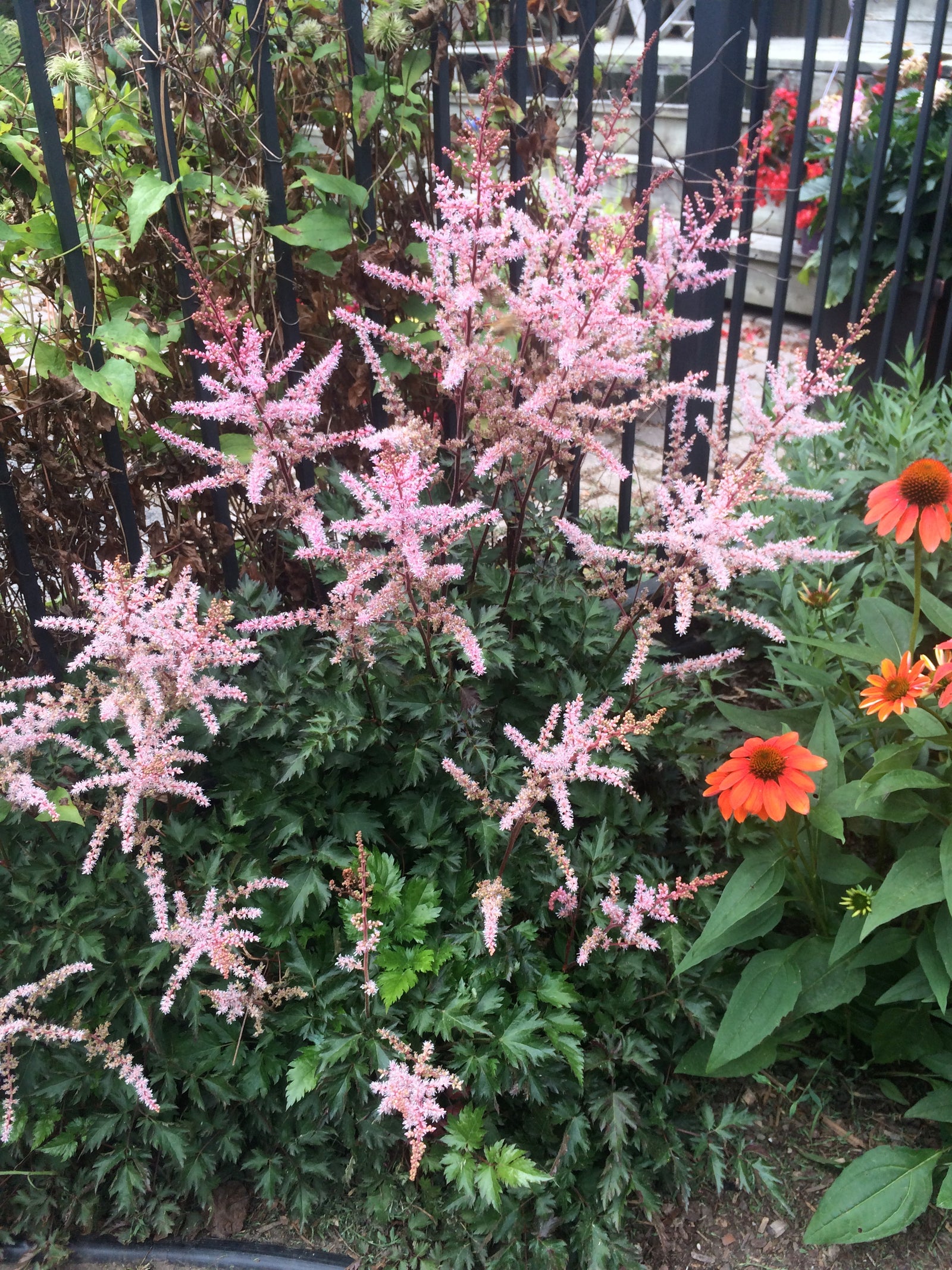 Astilbe x Delft Lace PP19839, COPF False Spirea