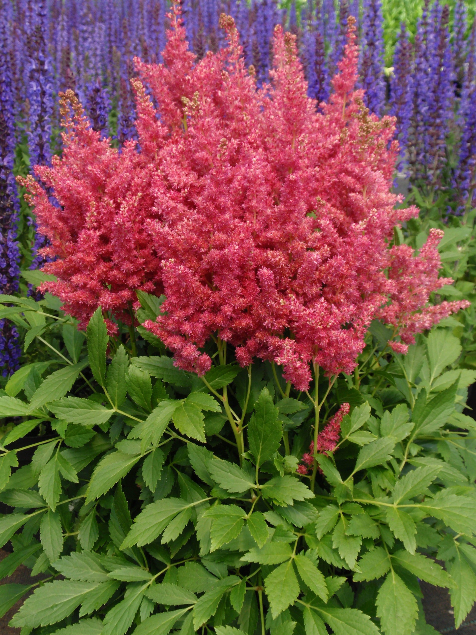Astilbe x Fireberry PP20658 Fireberry False Spirea