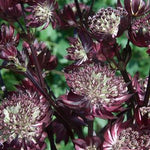 Astrantia major Star of Fire PP20284 Star of Fire Masterwort