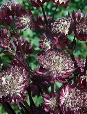Astrantia major Star of Fire PP20284 Star of Fire Masterwort
