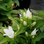 Campanula glomerata Alba White Clustered Bellflower