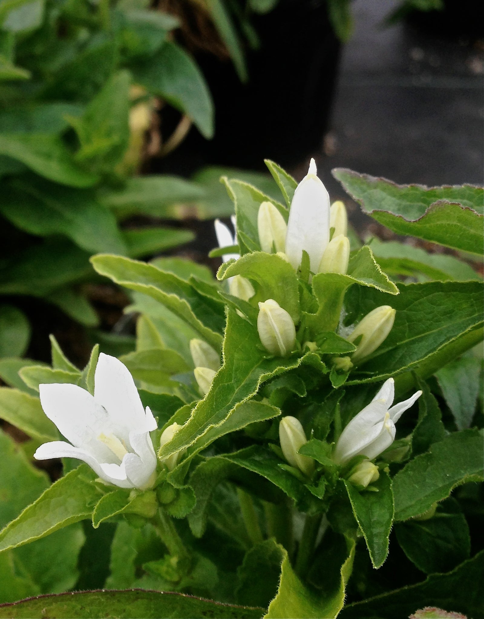 Campanula glomerata Alba White Clustered Bellflower