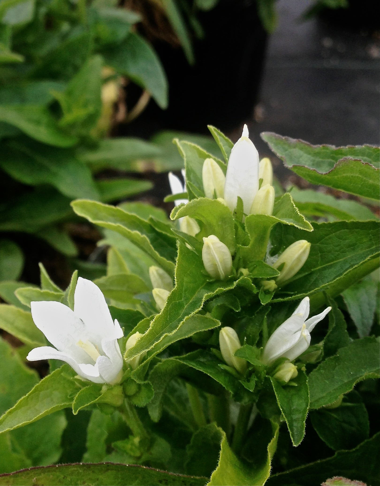 Campanula glomerata Alba White Clustered Bellflower