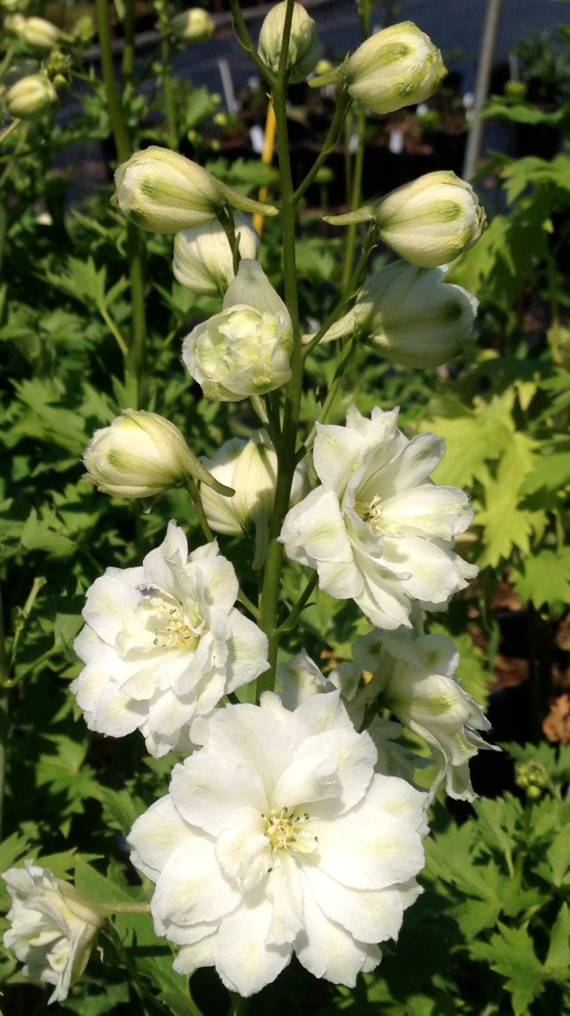 Delphinium elatum Double Innocence Larkspur