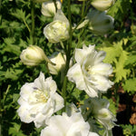 Delphinium elatum Double Innocence Double Innocence Larkspur