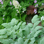 Actaea pachypoda Misty Blue Doll's Eyes