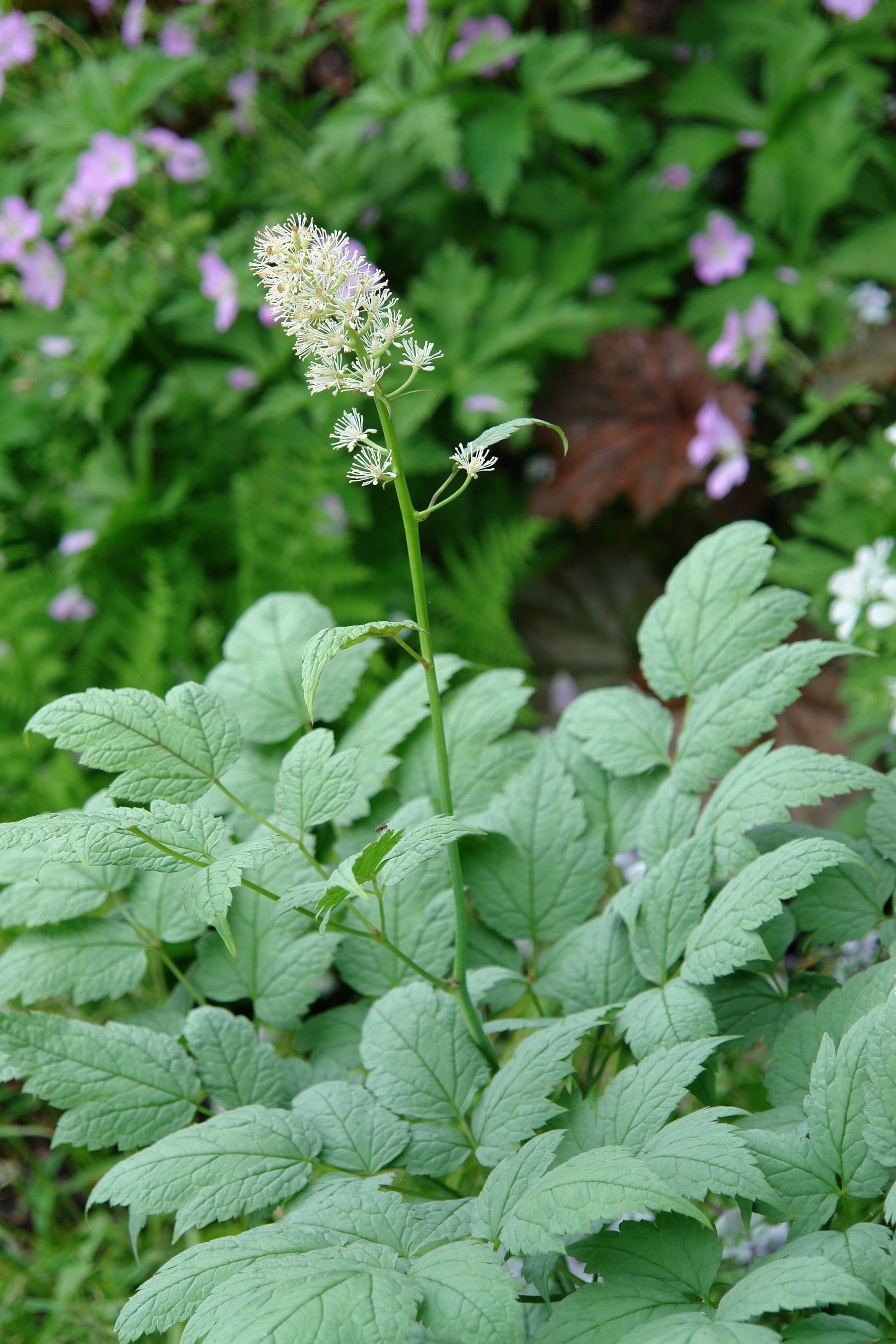Actaea pachypoda Misty Blue Doll's Eyes