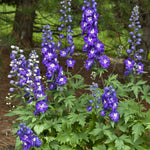 Delphinium elatum Purple Passion Purple Passion Larkspur