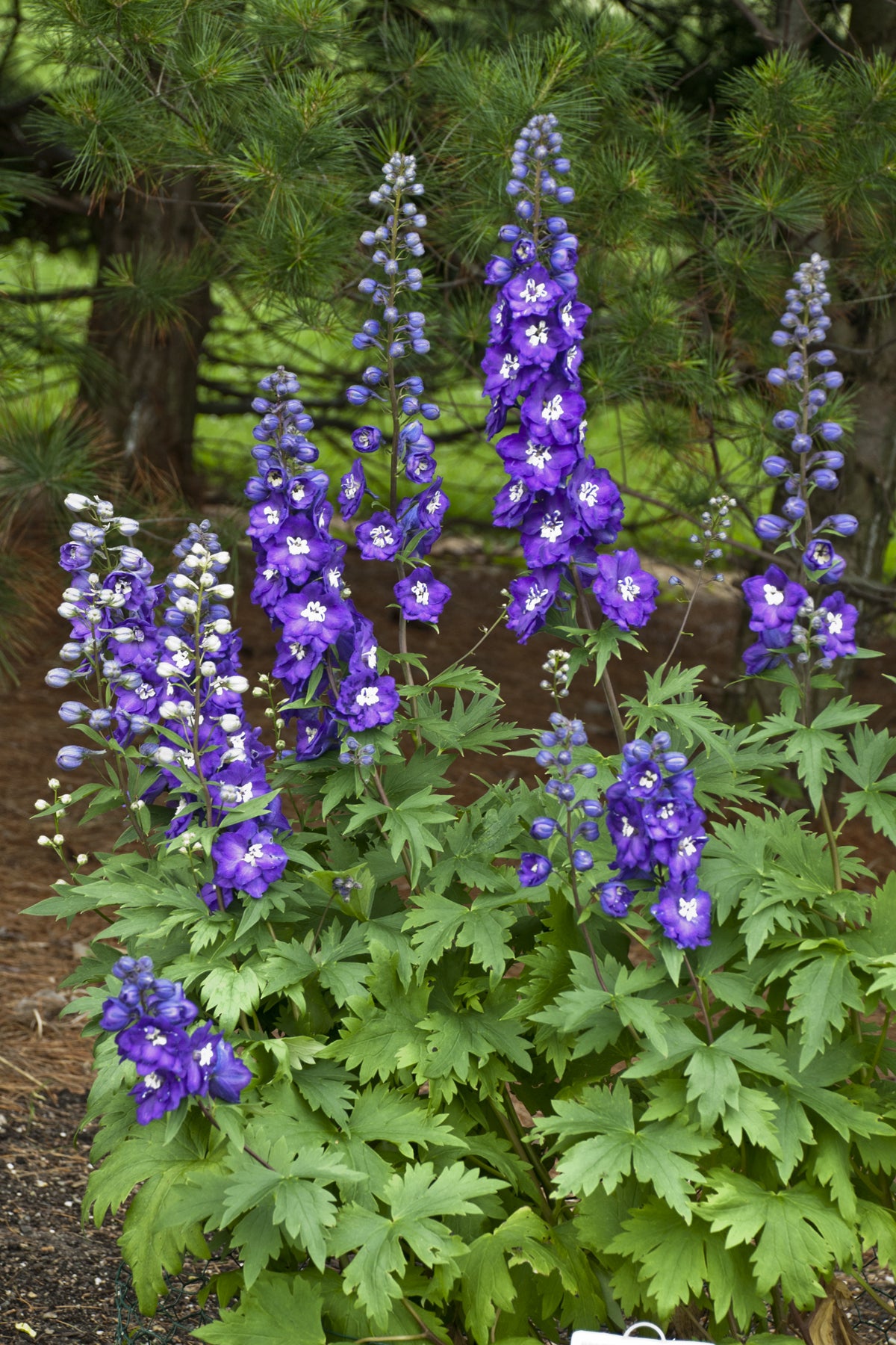 Delphinium elatum Purple Passion Purple Passion Larkspur