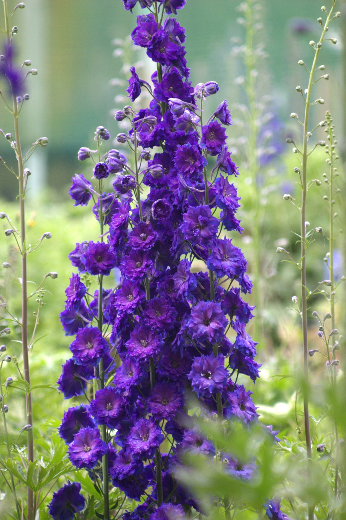 Delphinium elatum Pagan Purples Pagan Purples Larkspur
