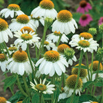 Echinacea purpurea PowWow White Pas702918 PowWow White Coneflower