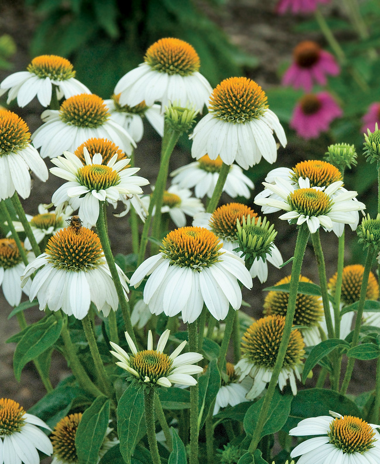 Echinacea purpurea PowWow White Pas702918 PowWow White Coneflower