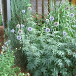 Echinops ritro Globe Thistle