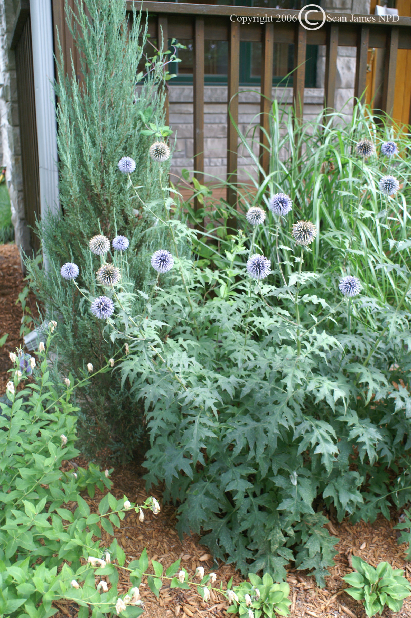 Echinops ritro Globe Thistle
