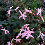 Gillenia trifoliata Pink Profusion COPF Bowman's Root