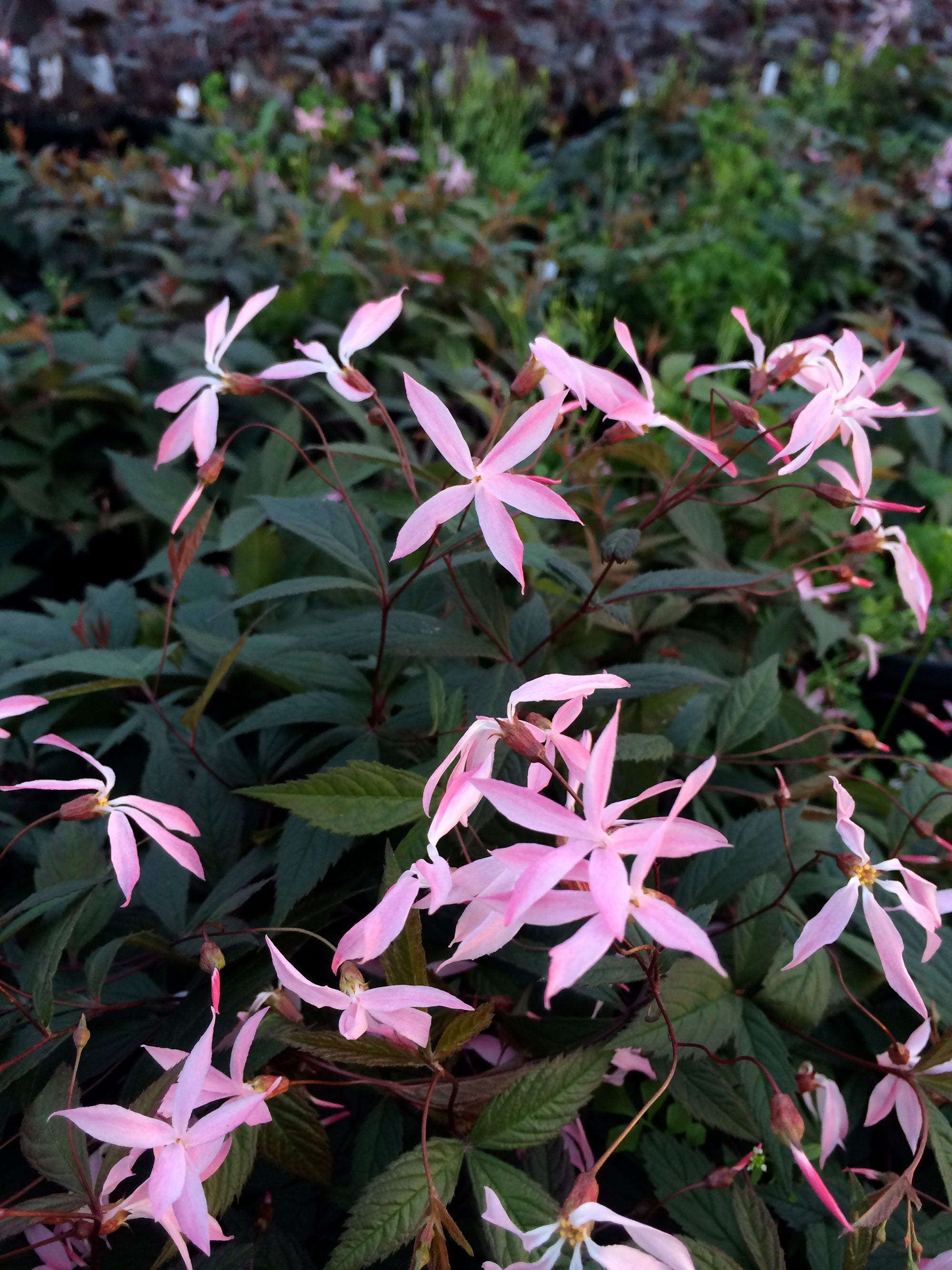 Gillenia trifoliata Pink Profusion COPF Bowman's Root