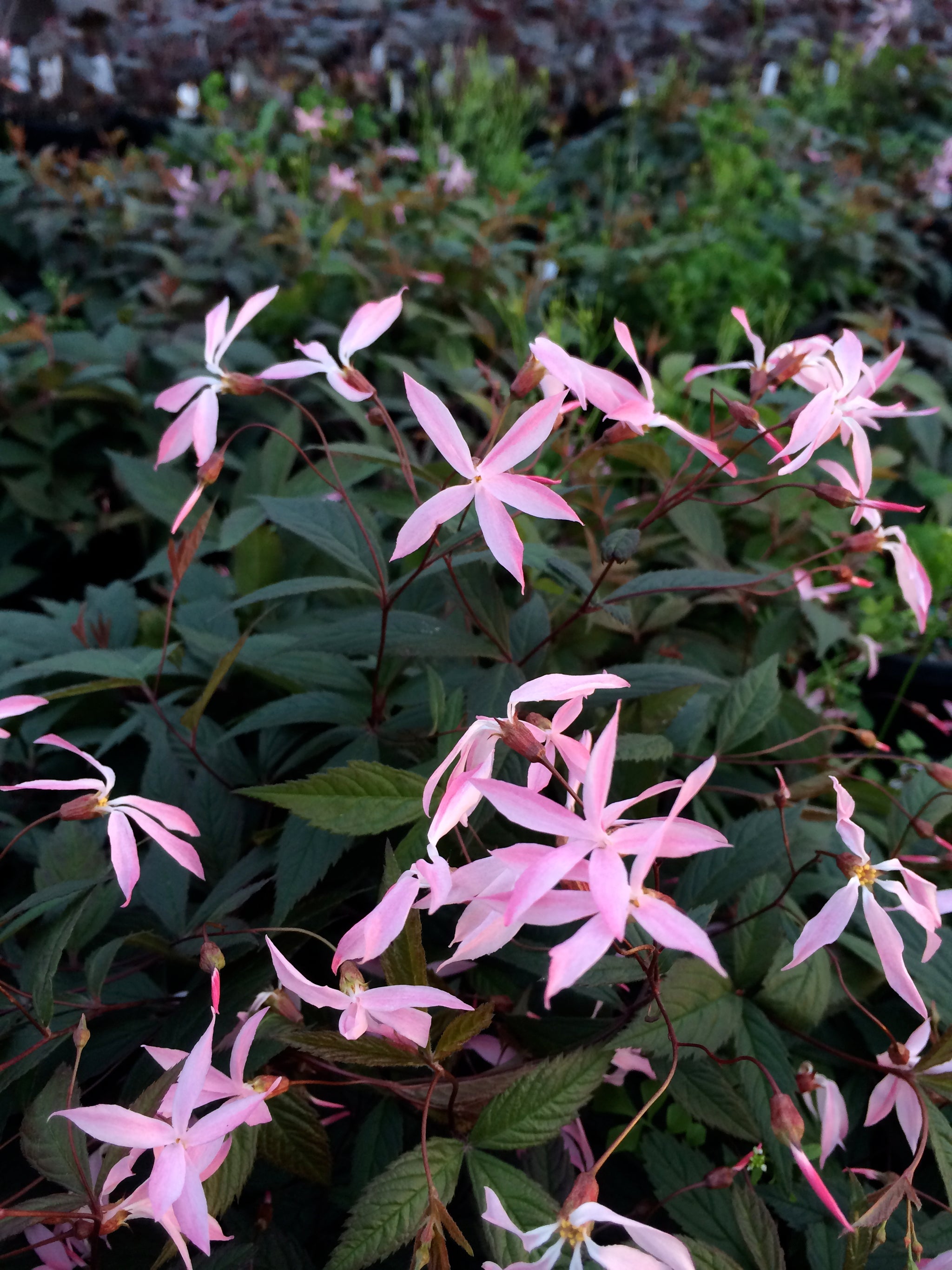 Gillenia trifoliata Pink Profusion COPF Bowman's Root