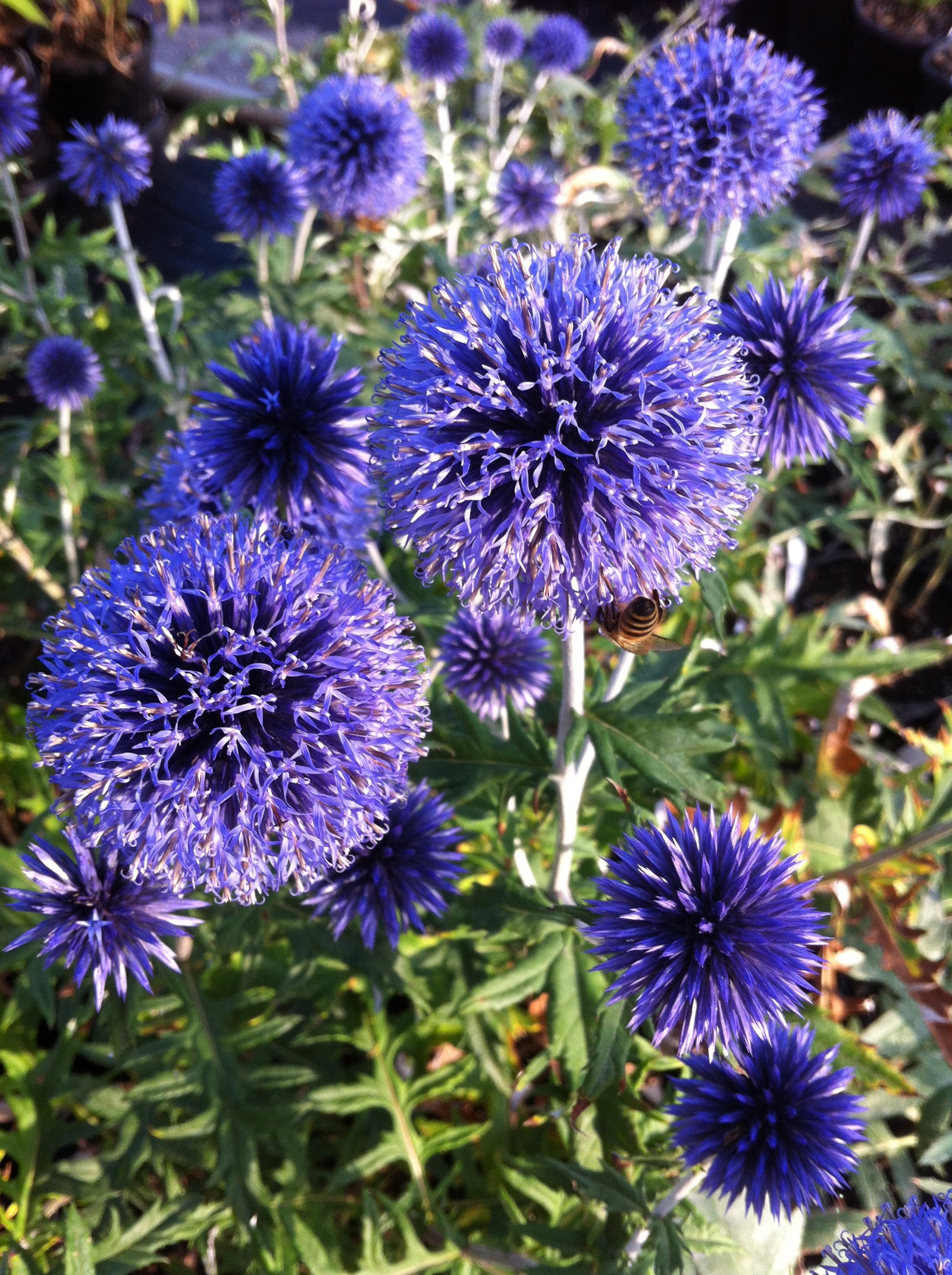 Echinops ritro Veitch's Blue Globe Thistle