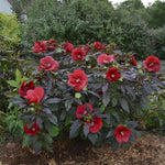 Hibiscus x Midnight Marvel PP24079 Rose Mallow