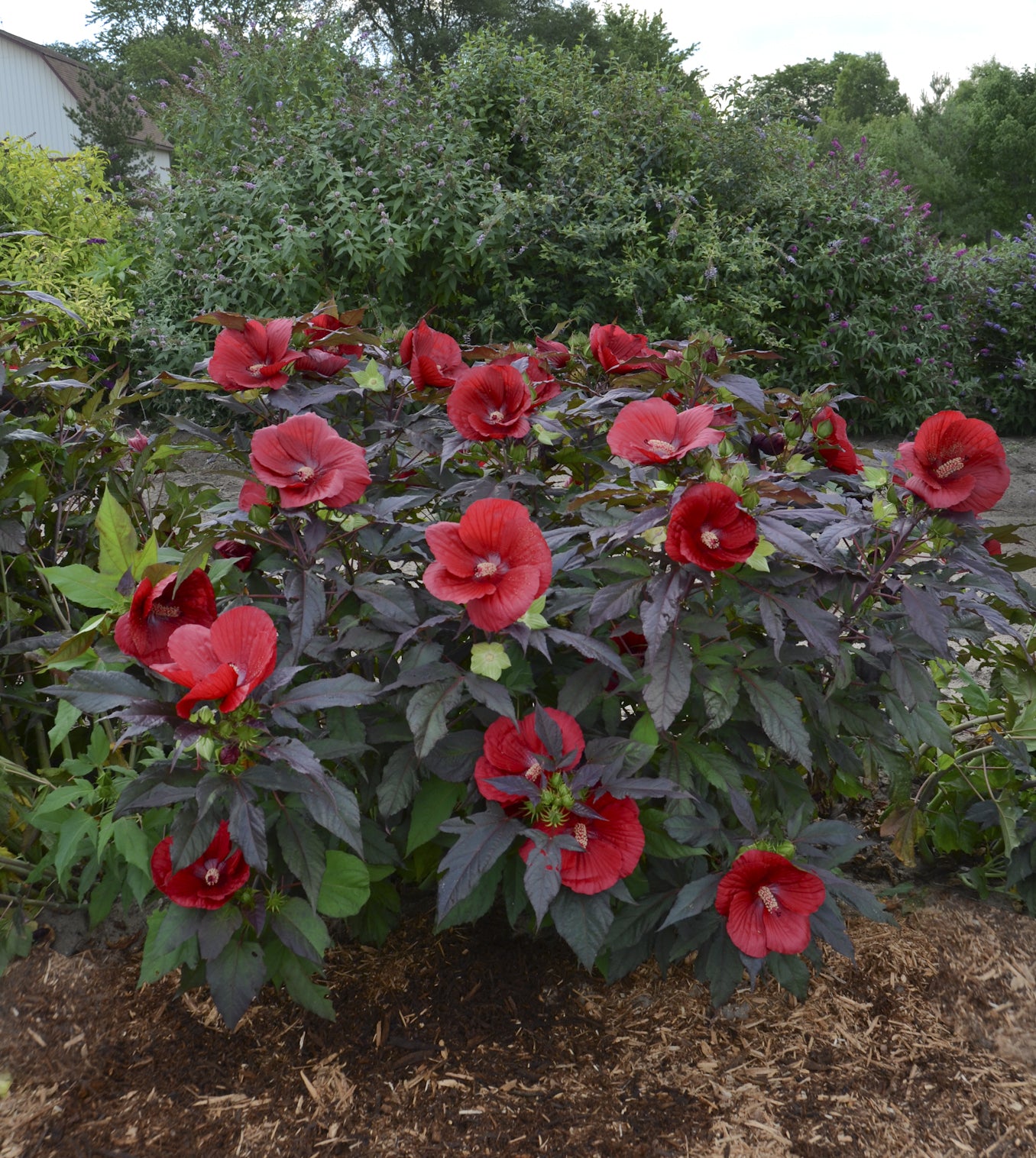 Hibiscus x Midnight Marvel PP24079 Rose Mallow