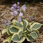 Hosta Mighty Mouse Plantain Lily