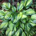 Hosta Rainbow's End PP17251 Plantain Lily