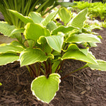 Hosta Rubies and Ruffles Plantain Lily