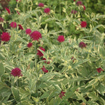Knautia macedonica Thunder and Lightning PP21437 Knautia