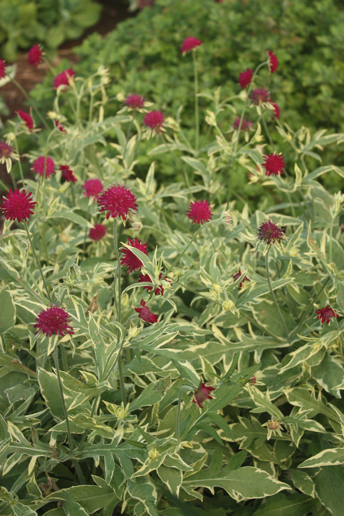 Knautia macedonica Thunder and Lightning PP21437 Knautia