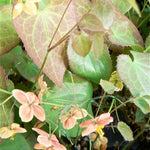 Epimedium x cantabrigiense Barrenwort