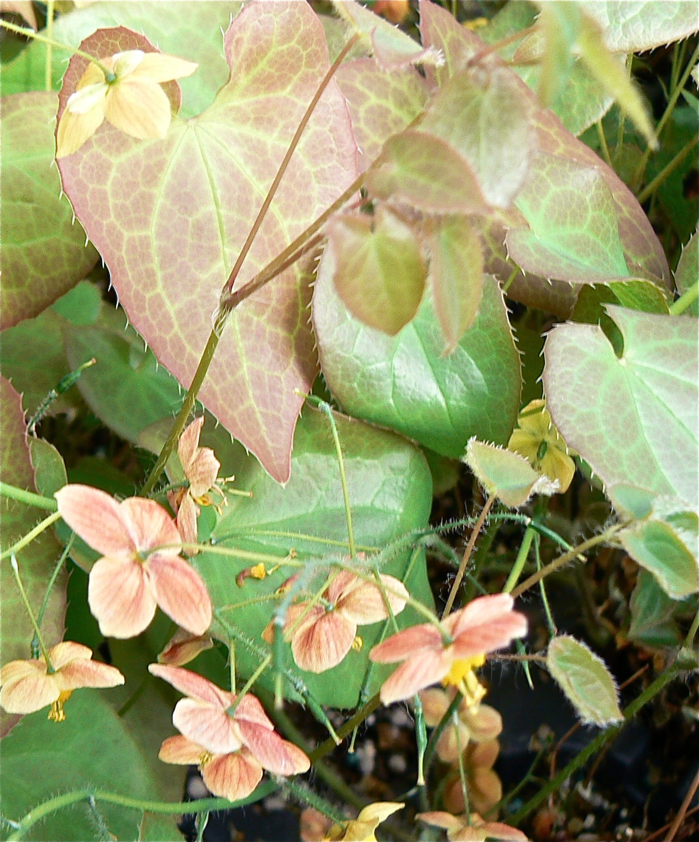 Epimedium x cantabrigiense Barrenwort