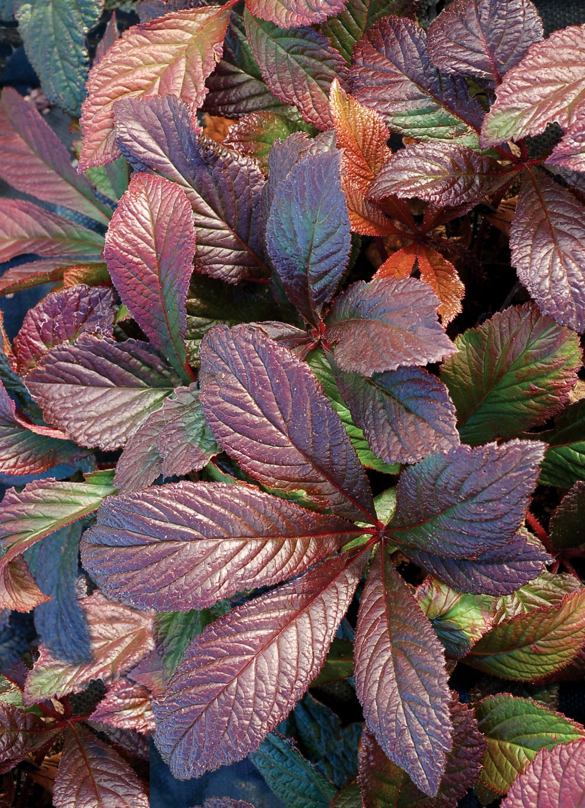 Rodgersia x Bronze Peacock PP24780 Roger's Flower