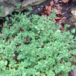 Veronica x Tidal Pool PP23341 Prostrate Speedwell