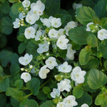Veronica x Whitewater PP22783 Creeping Speedwell