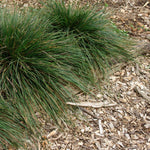 Deschampsia cespitosa Gold Dew Goldtau Gold Dew Tufted Hair Grass