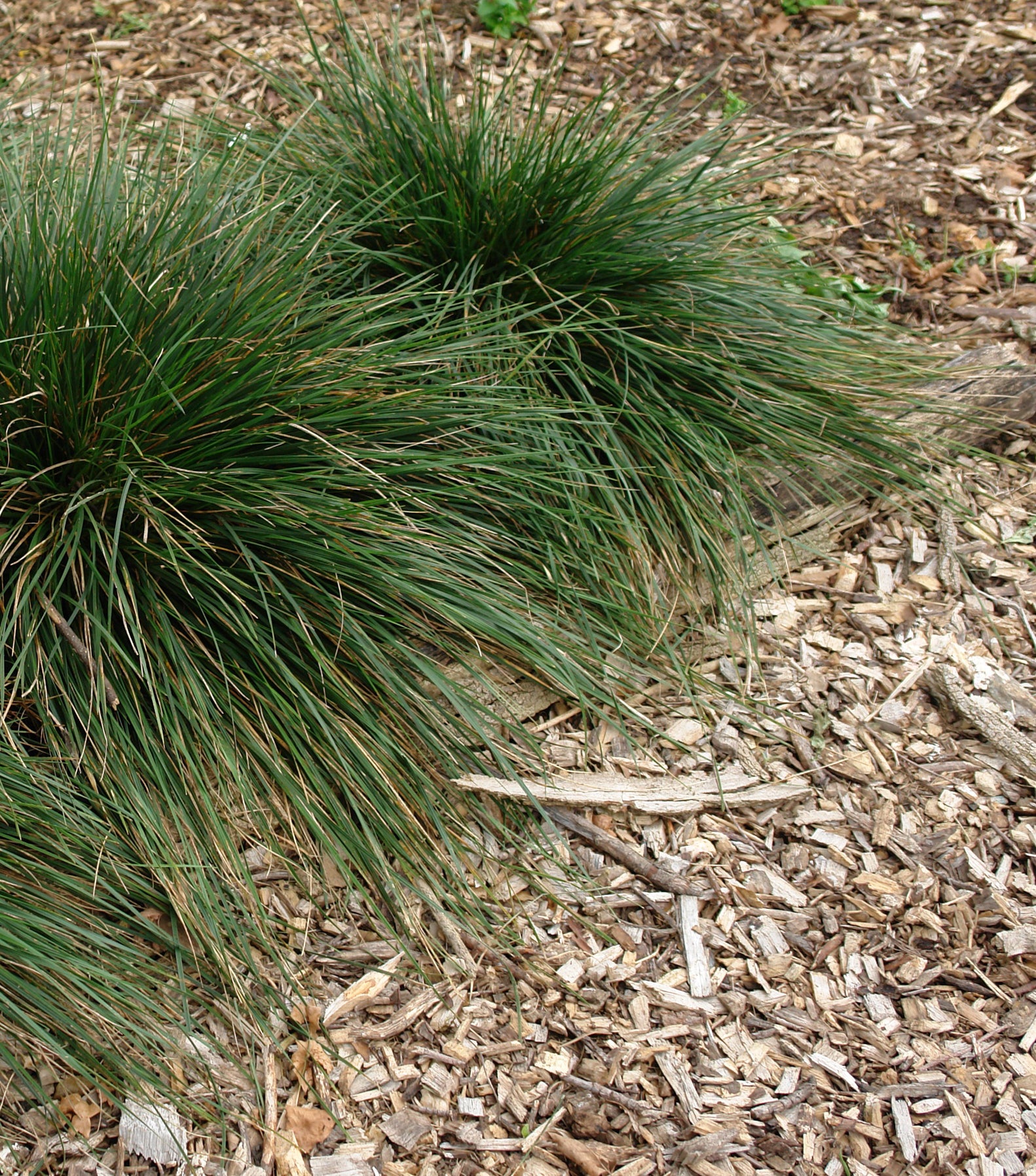 Deschampsia cespitosa Gold Dew Goldtau Gold Dew Tufted Hair Grass