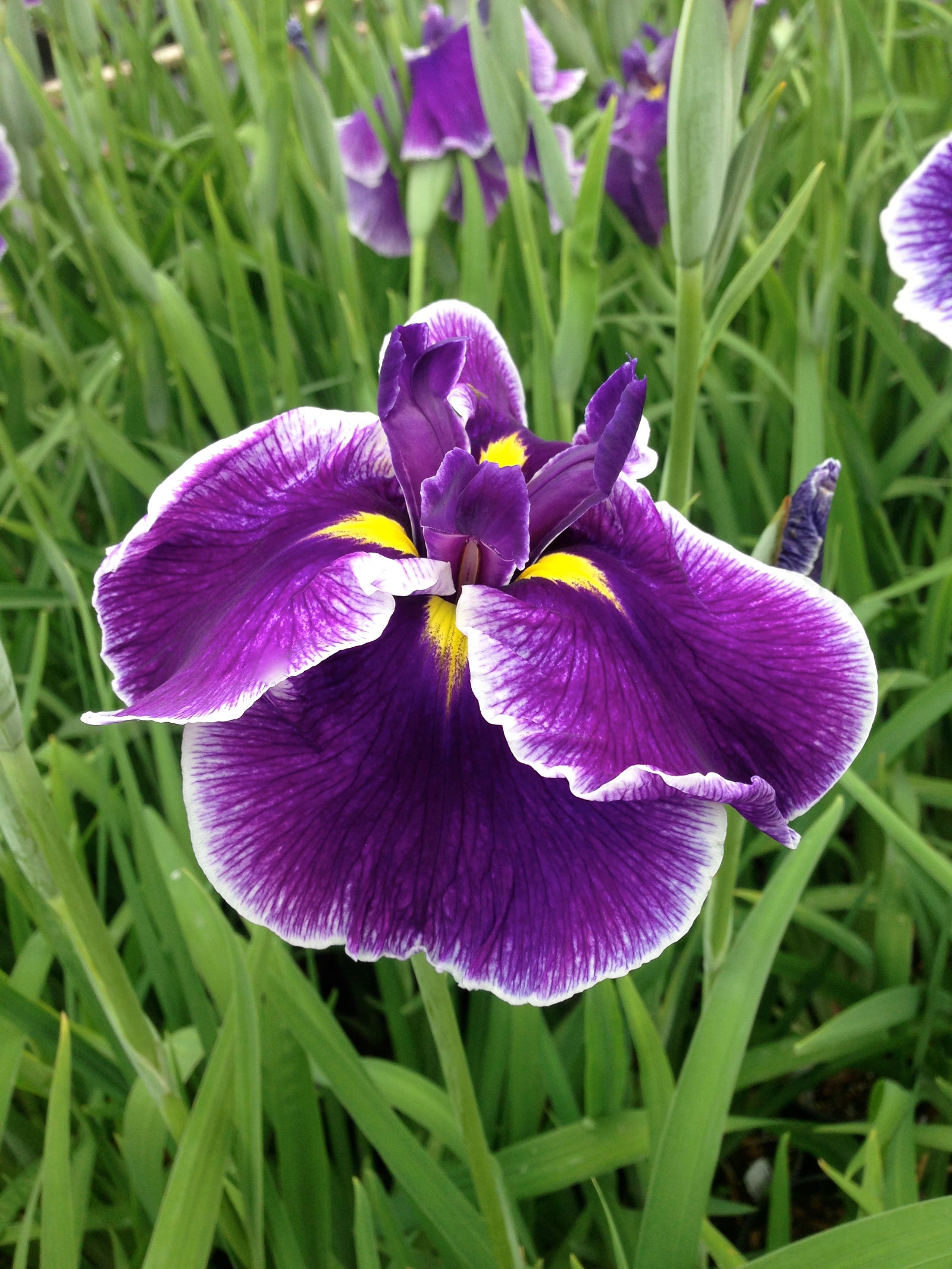 Iris ensata Crystal Halo Japanese Water Iris