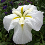 Iris ensata Gold Bound Japanese Water Iris