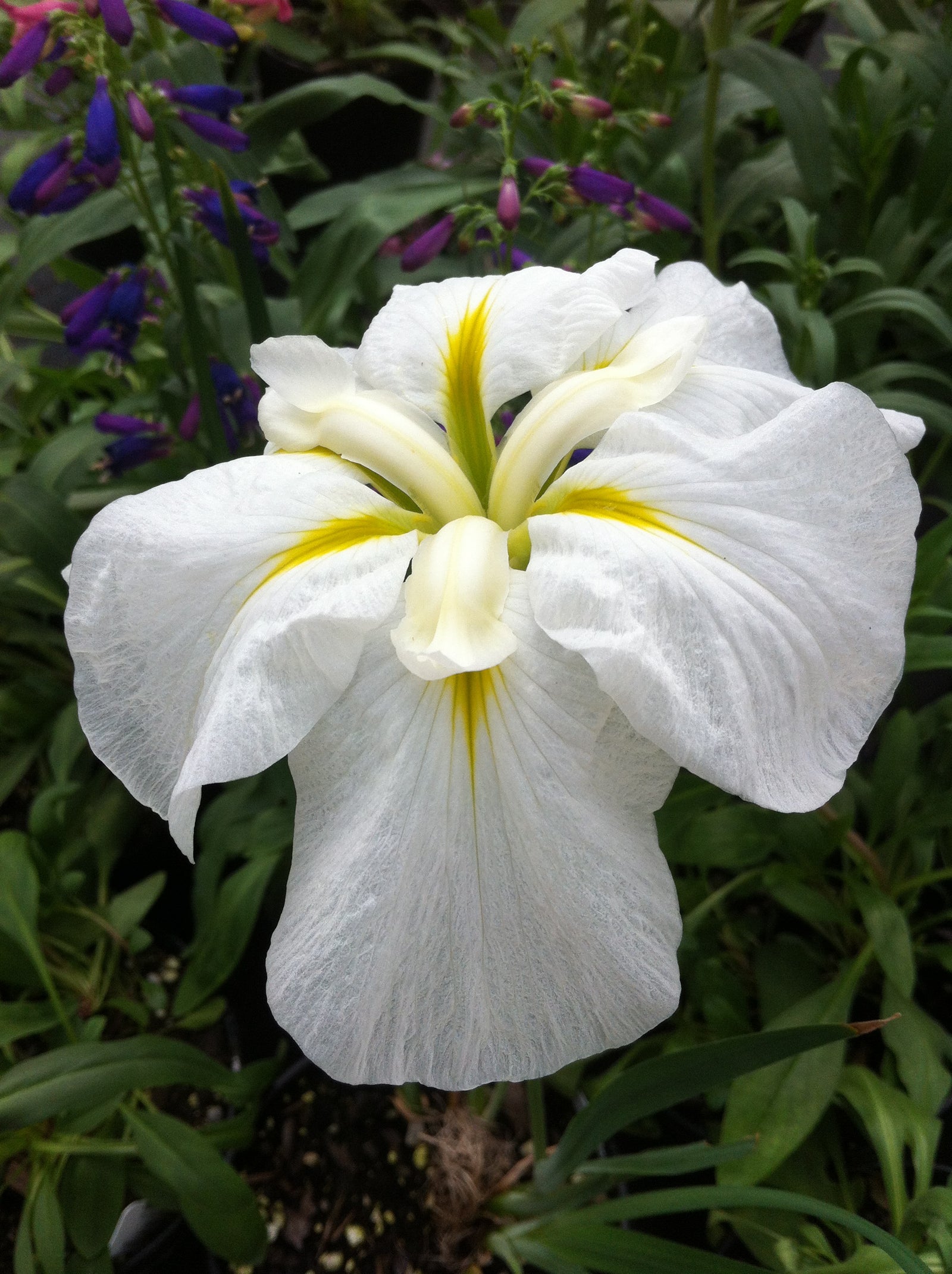 Iris ensata Gold Bound Japanese Water Iris